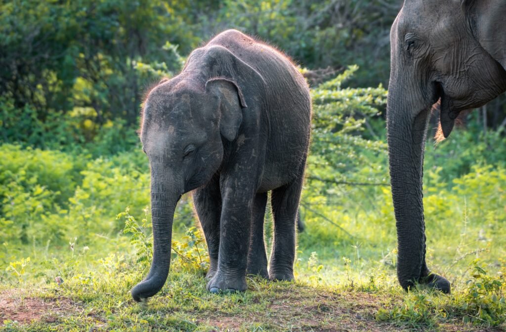 Baby elephant and mother grazing in the grass field at Udawalawa forest.