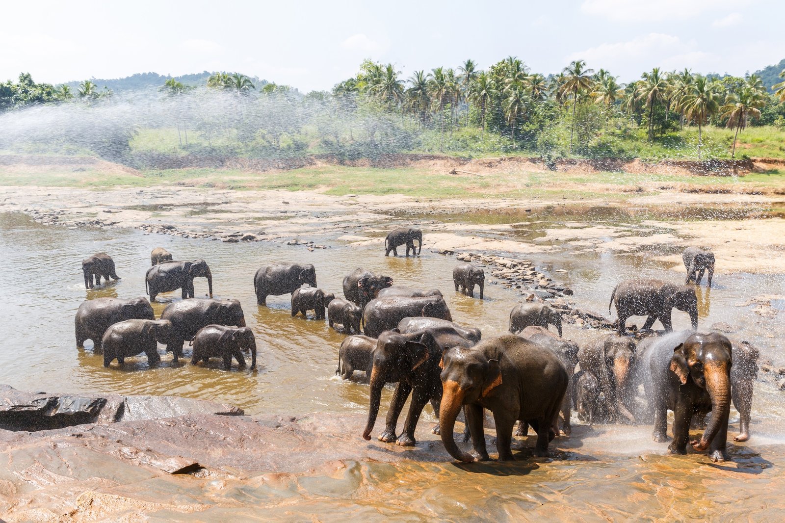 scenic view of wild elephants in natural habitat in Asia, sri lanka, pinnawala