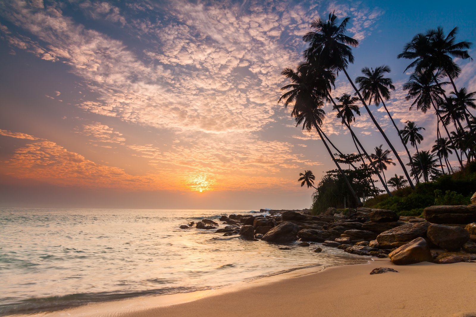 Sunset on the beach with coconut palms. Sri Lanka